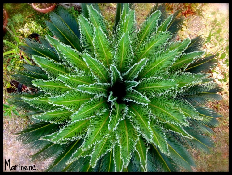 Fonds d'cran Nature Plantes - Arbustes Au coeur de la nature 