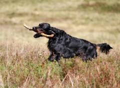 Fonds d'cran Animaux Image sans titre N287650