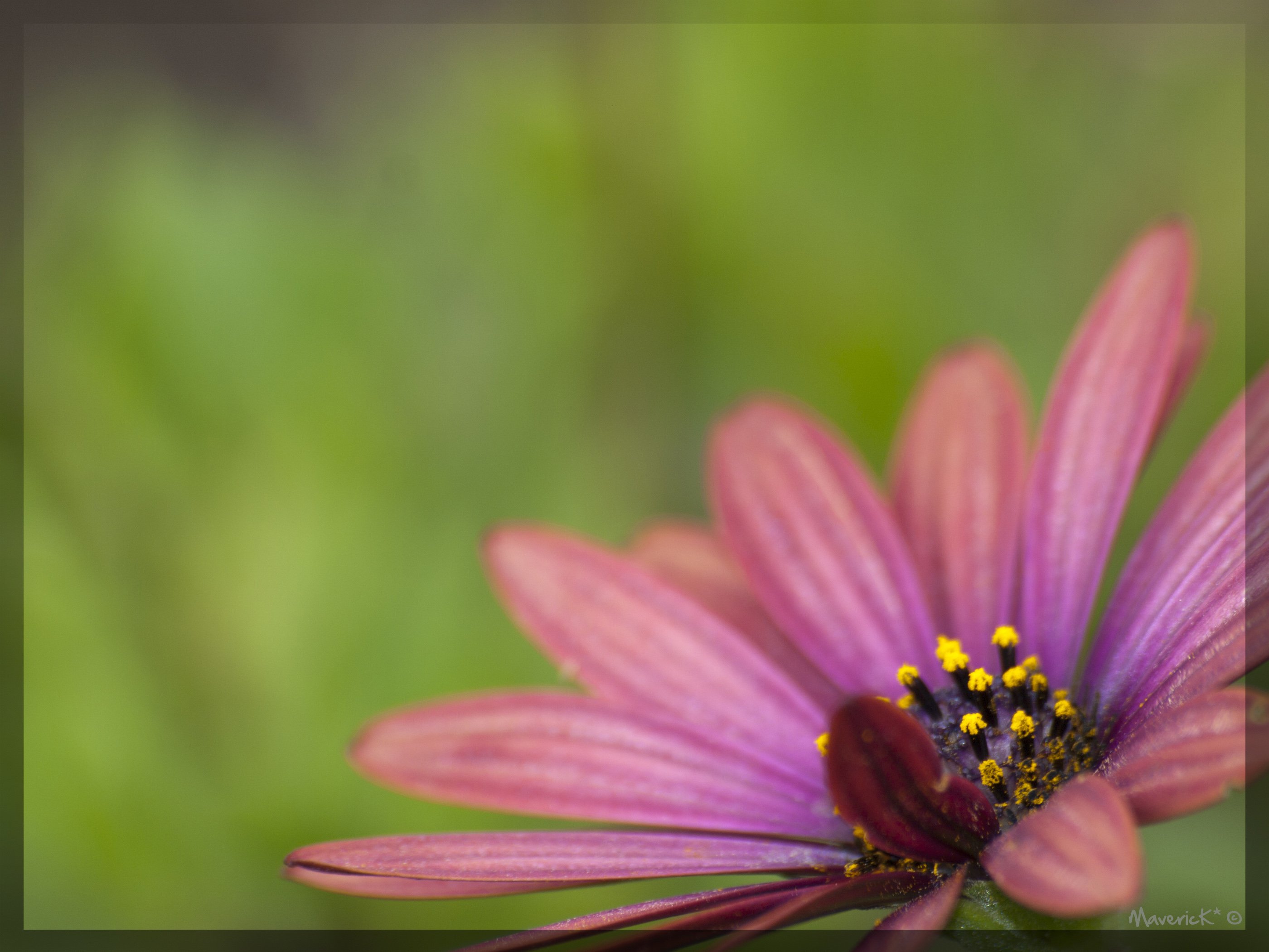 Fonds d'cran Nature Fleurs Dimorphoteca