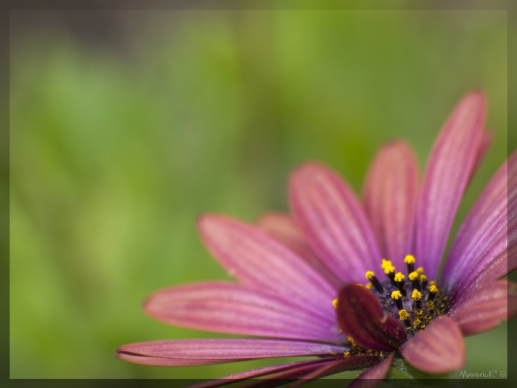 Fonds d'cran Nature Fleurs Dimorphoteca