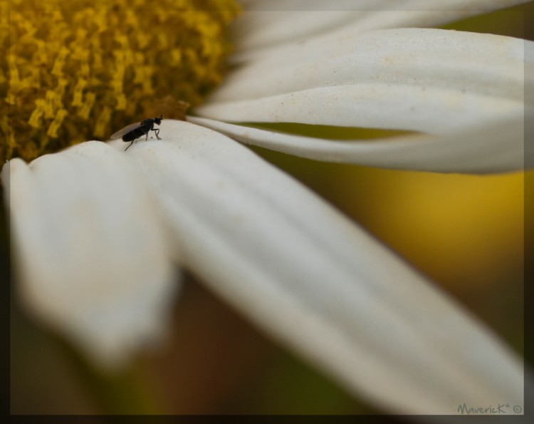 Wallpapers Animals Insects - Miscellaneous Micro-Hymenoptere