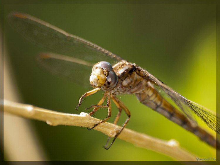 Fonds d'cran Animaux Insectes - Libellules Libellule IV