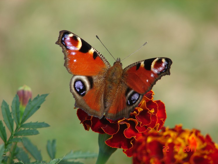 Wallpapers Animals Insects - Butterflies Wallpaper N287677