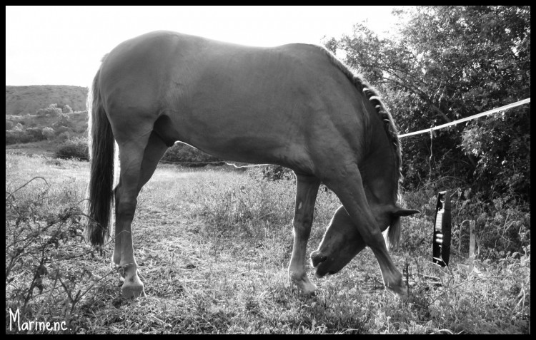 Fonds d'cran Animaux Chevaux Odin 