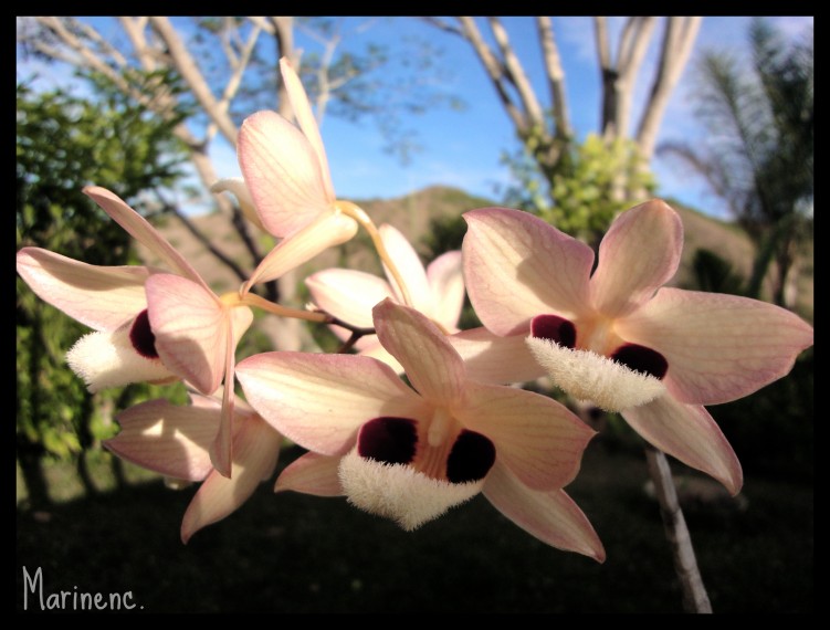 Wallpapers Nature Flowers Orchides