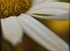 Fonds d'cran Animaux Micro-Hymenoptere