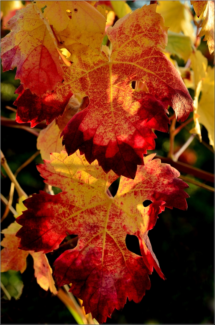 Wallpapers Nature Seasons - Fall Automne dans la vigne