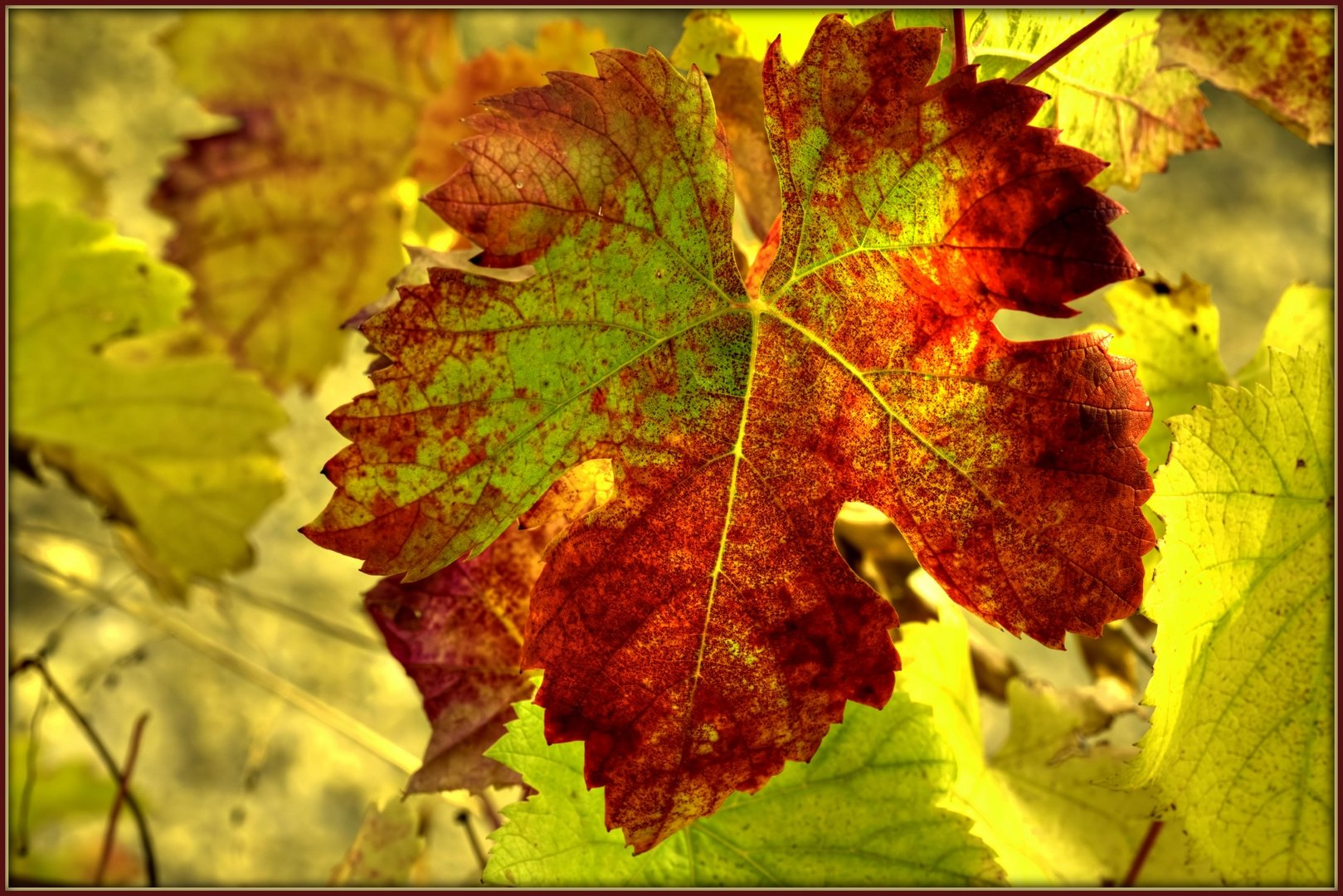 Fonds d'cran Nature Saisons - Automne Automne dans la vigne 2