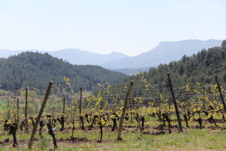 Fonds d'cran Nature Vignes - Vignobles Le renouveau de la vigne !