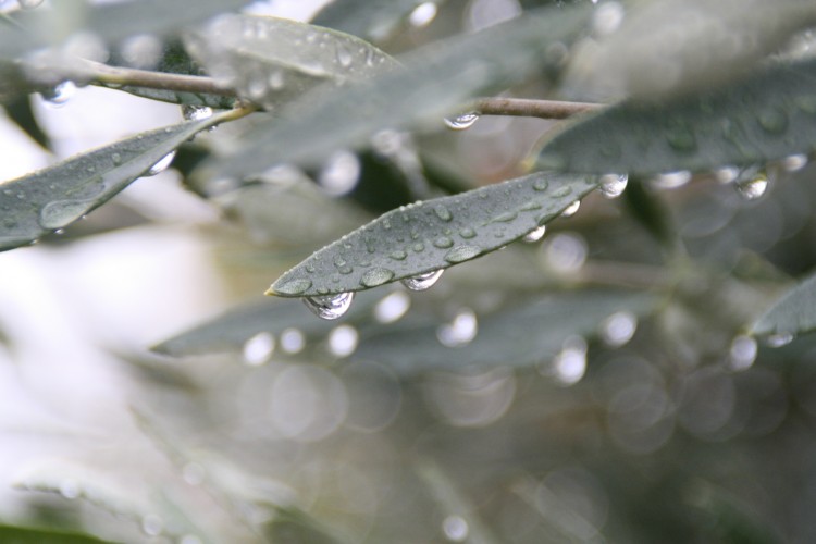 Fonds d'cran Nature Eau - Gouttes, rose pluie