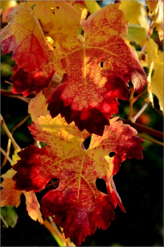 Fonds d'cran Nature Saisons - Automne Automne dans la vigne