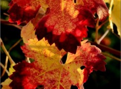 Fonds d'cran Nature Automne dans la vigne