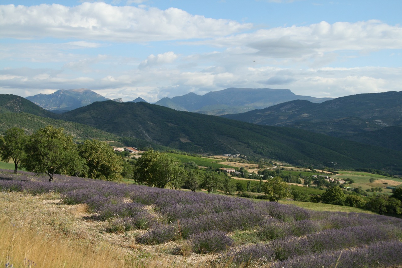 Fonds d'cran Nature Paysages Montagne et Lavandin