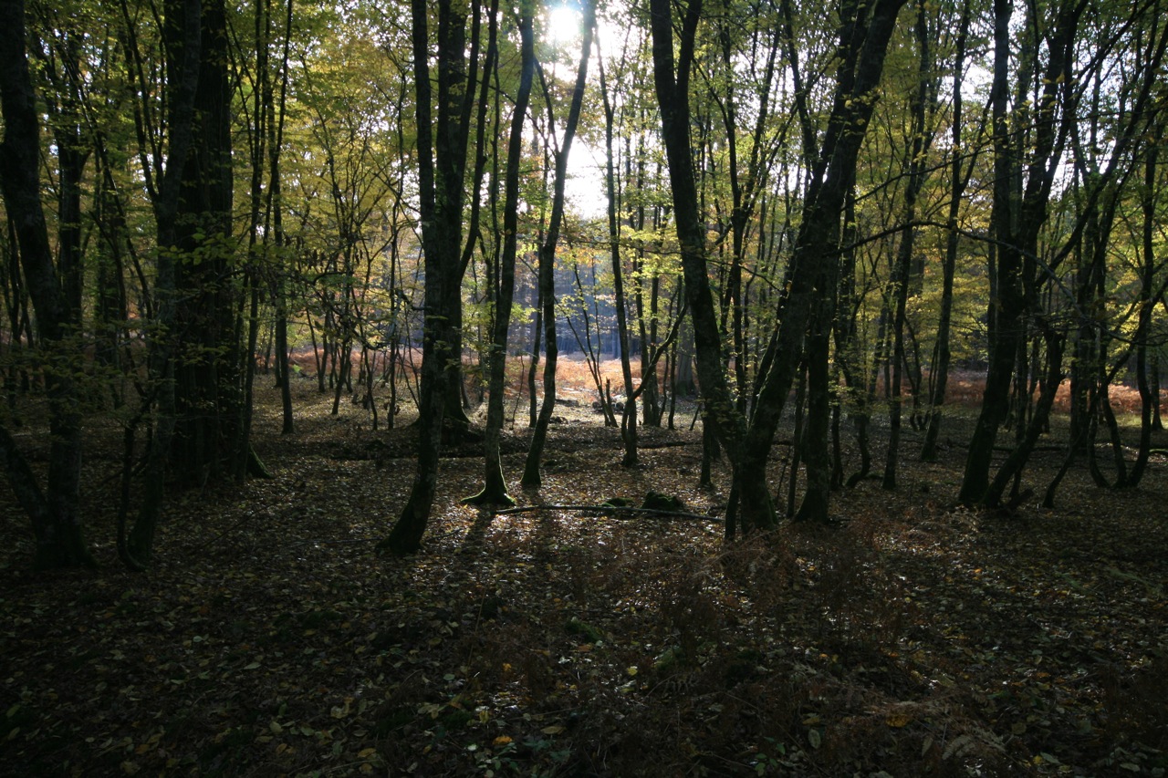 Wallpapers Nature Trees - Forests Vers la lumière !