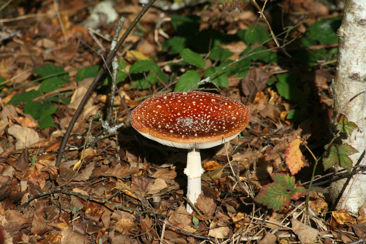 Wallpapers Nature Mushrooms Harmonie automnale ...