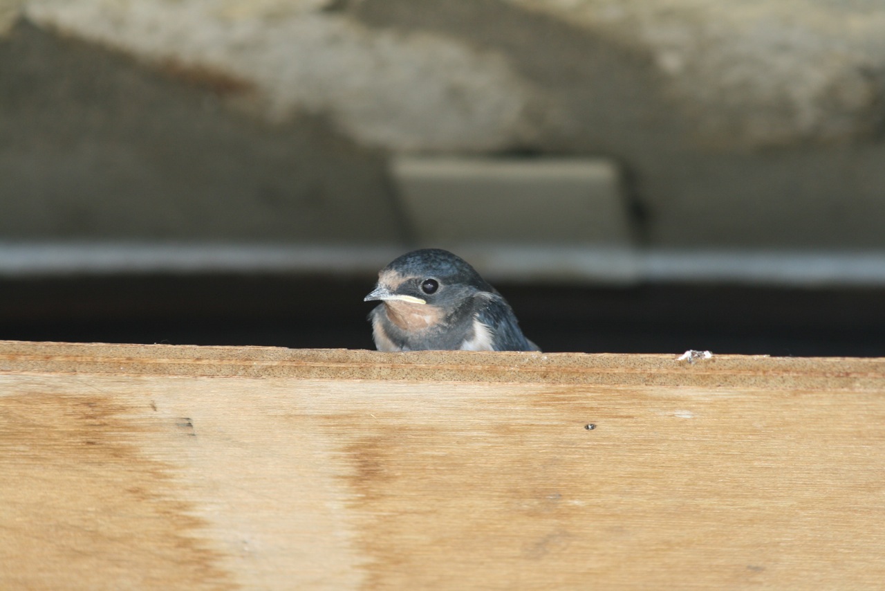 Wallpapers Animals Birds - Swallows T'es qui toi ???