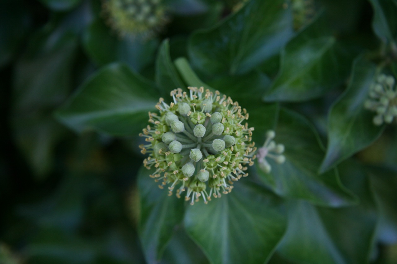 Fonds d'cran Nature Fleurs 