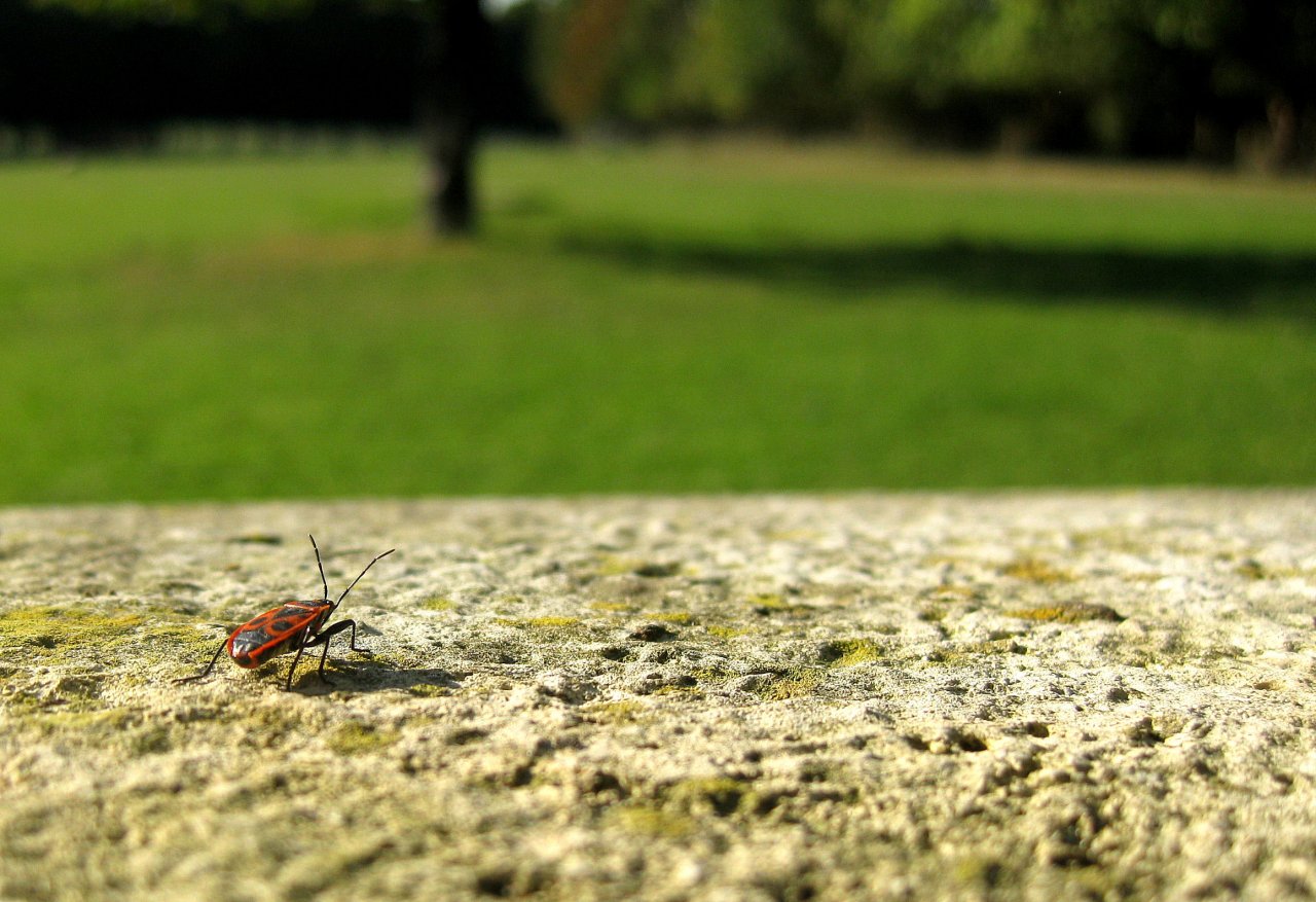 Fonds d'cran Animaux Insectes - Gendarmes Au loin la libert ..