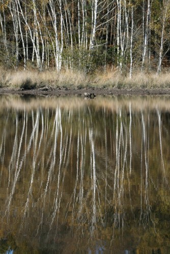 Fonds d'cran Nature Eau - Reflets Reflets