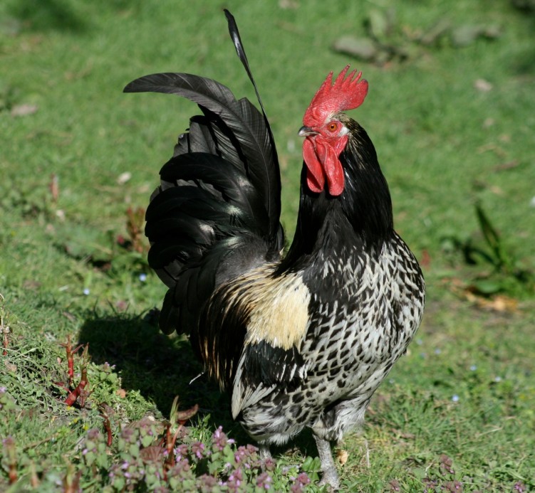 Fonds d'cran Animaux Oiseaux - Poules et Coqs Fier comme un ....