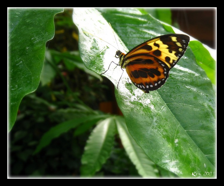 Fonds d'cran Animaux Insectes - Papillons Wallpaper N287804