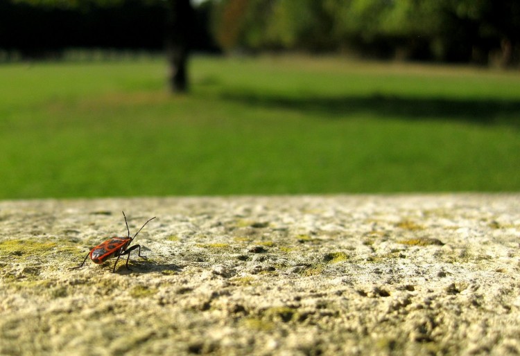 Fonds d'cran Animaux Insectes - Gendarmes Au loin la libert ..