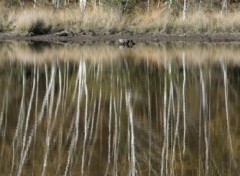 Fonds d'cran Nature Reflets