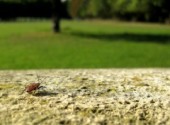 Fonds d'cran Animaux Au loin la libert ..