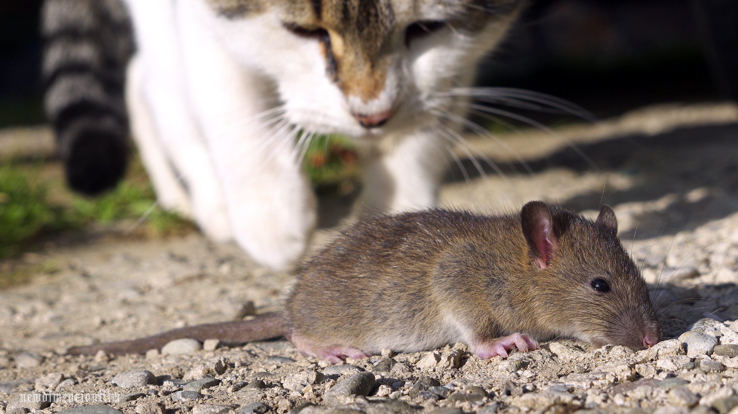 Fonds d'cran Animaux Chats - Chatons Dernire minute de la vie. 1.