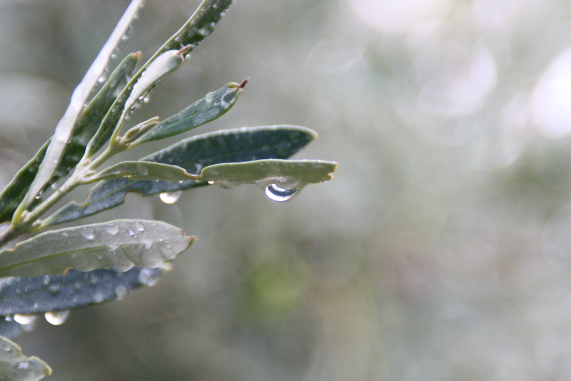 Wallpapers Nature Water - Drops Goutte