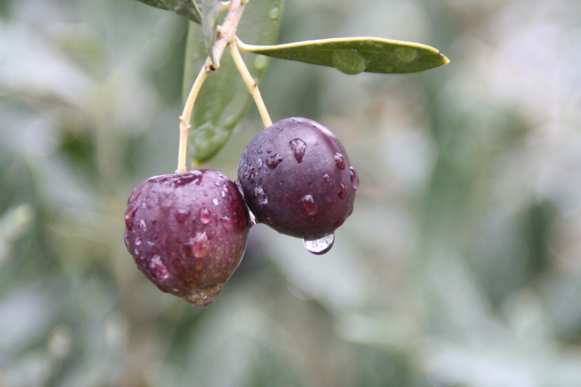 Wallpapers Nature Fruits Olive sous la pluie