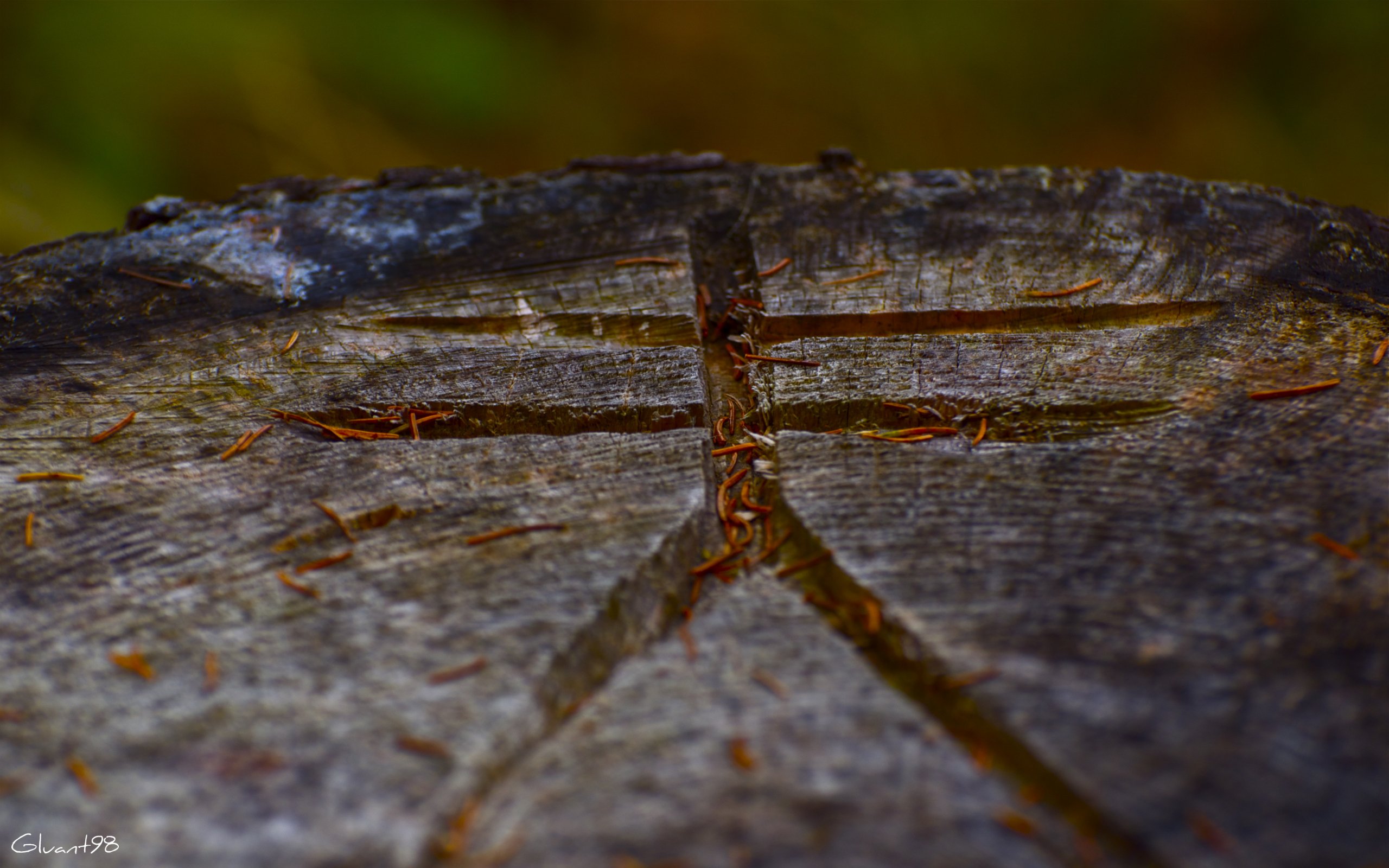 Wallpapers Nature Strains - Roots Signe secret ?!