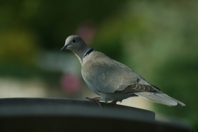 Wallpapers Animals Birds - Pigeons and Doves Grce et lgance 