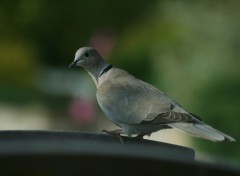 Fonds d'cran Animaux Grce et lgance 