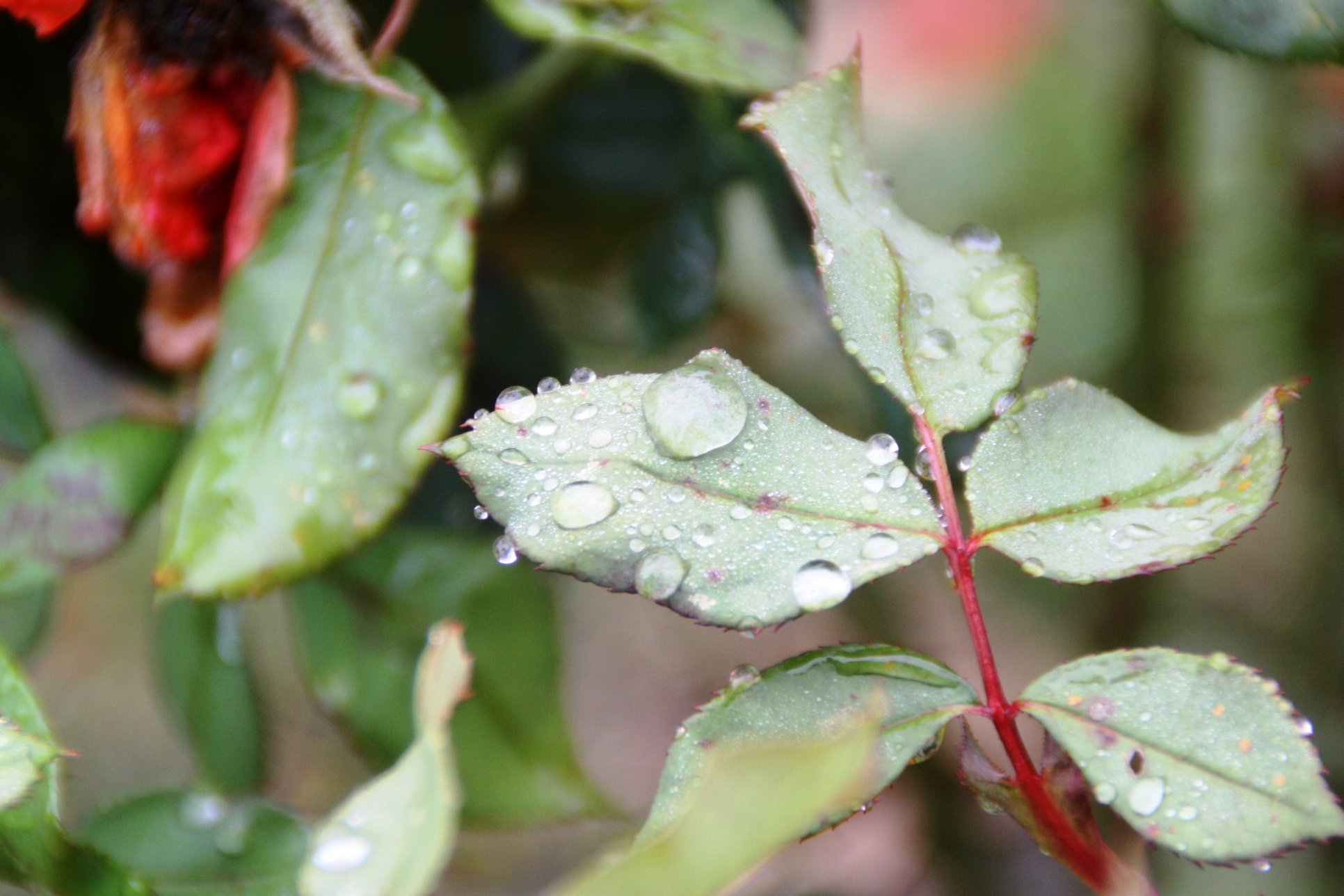 Fonds d'cran Nature Eau - Gouttes, rose Feuille sur la pluie