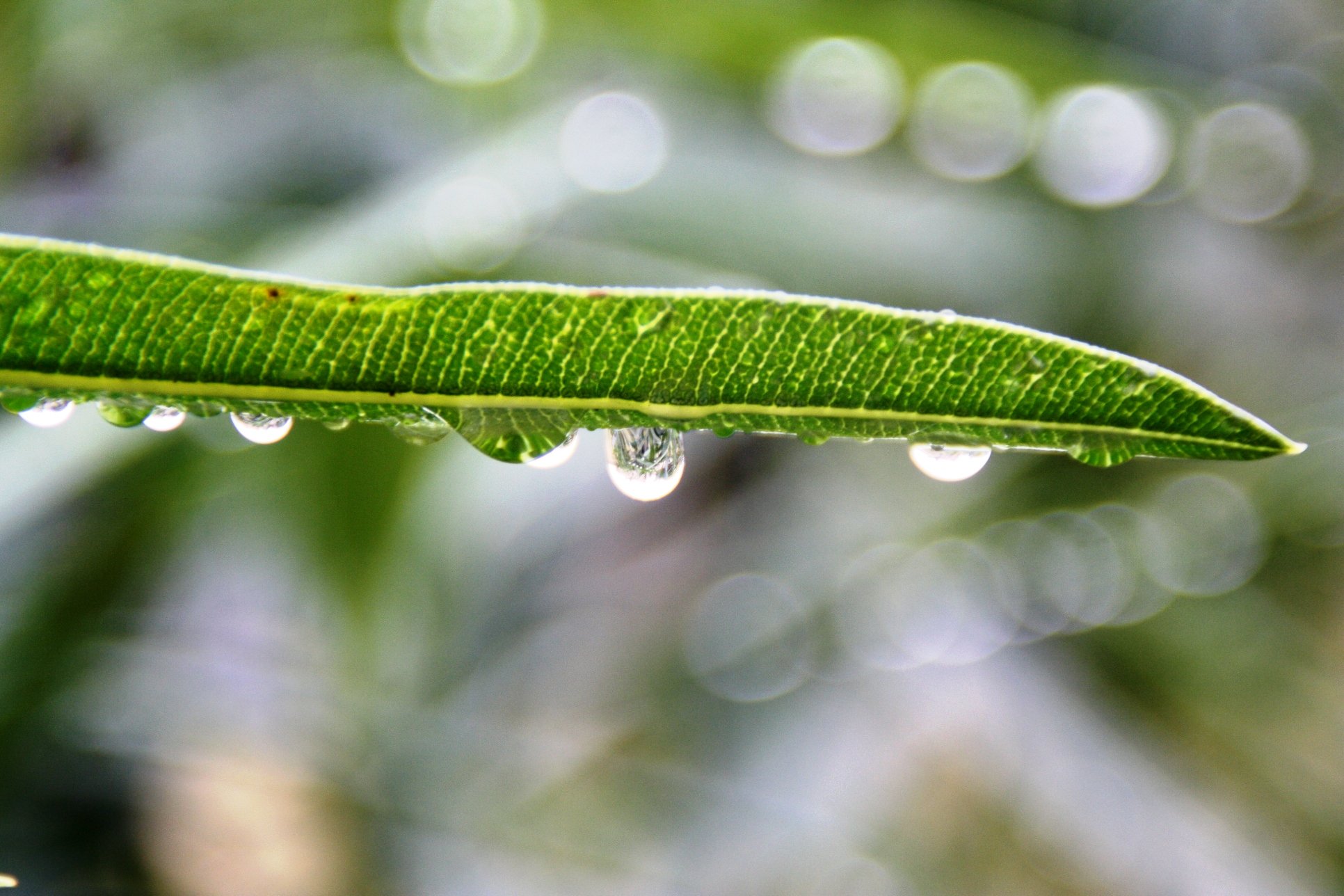 Wallpapers Nature Water - Drops Gouttes de pluie