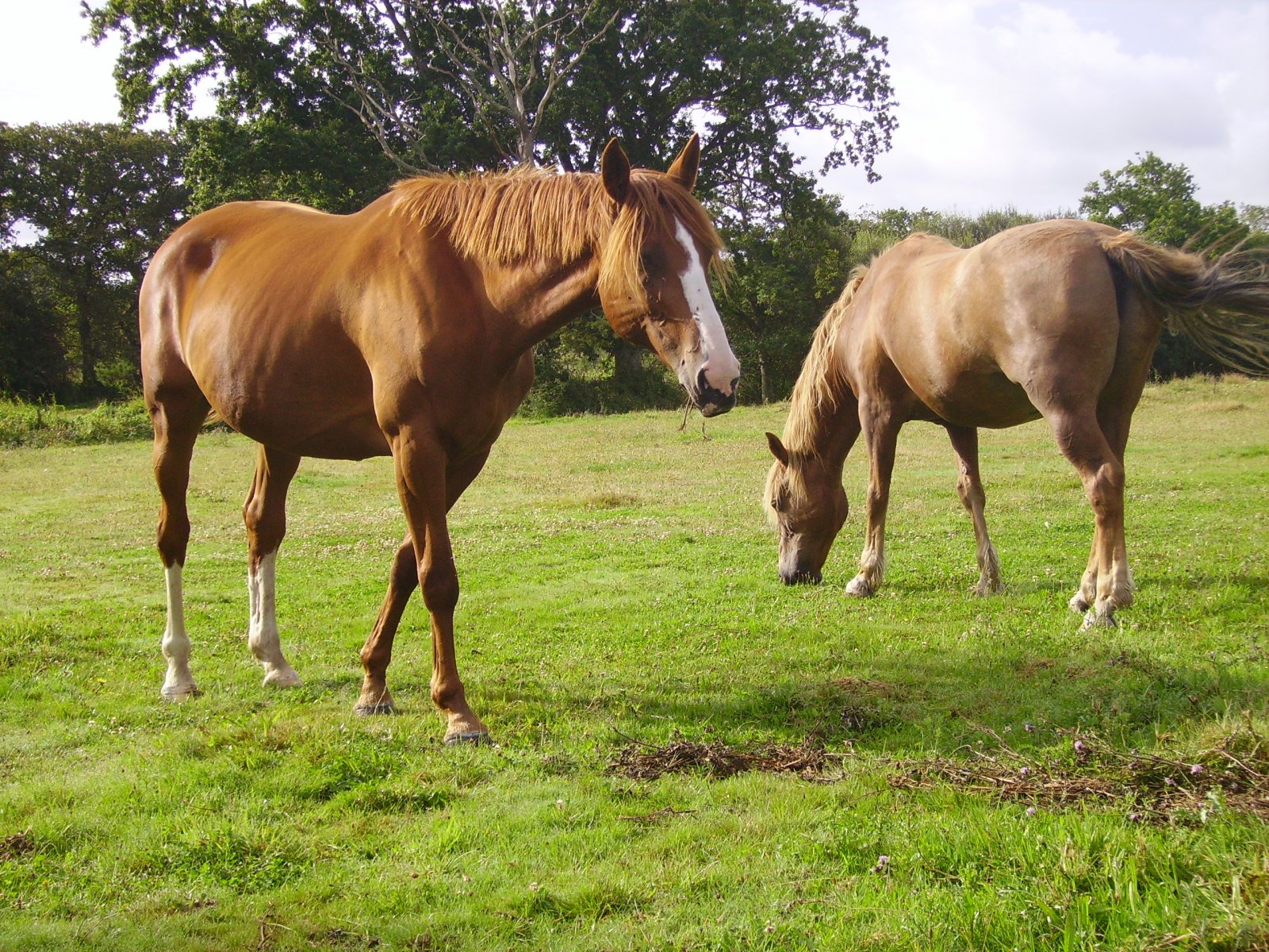 Wallpapers Animals Horses 