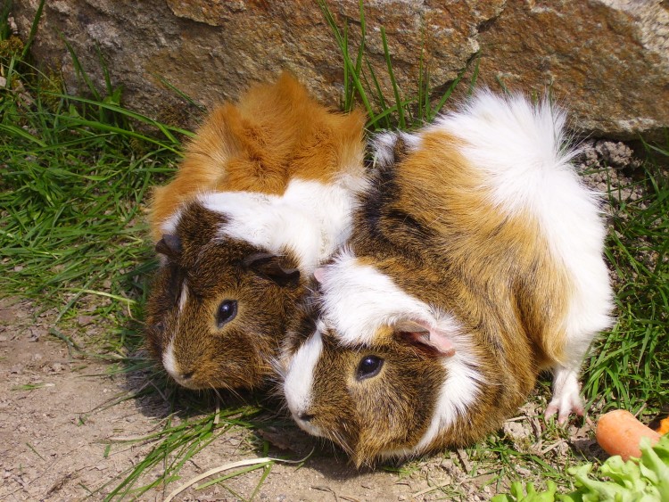 Wallpapers Animals Rodents - Guinea pigs Wallpaper N287853