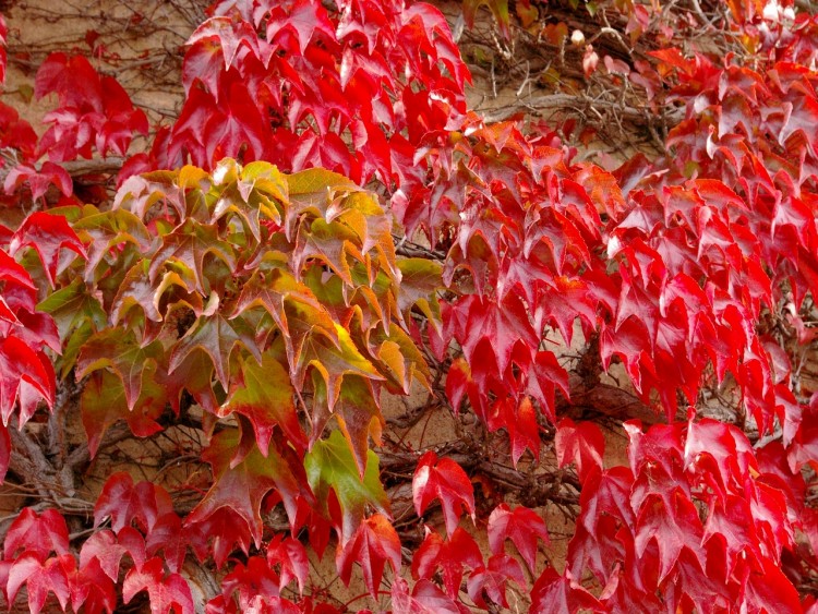 Fonds d'cran Nature Feuilles - Feuillages au tonne