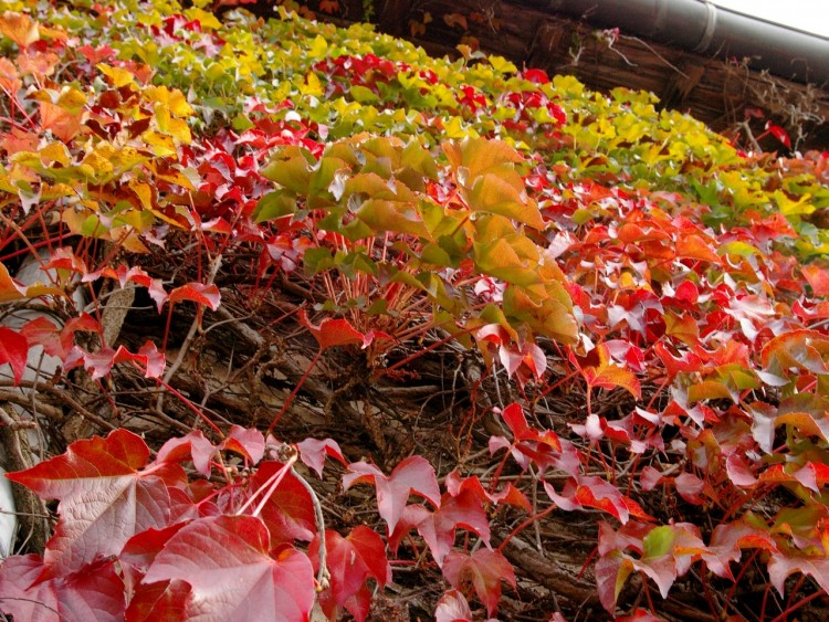 Fonds d'cran Nature Feuilles - Feuillages feuille age