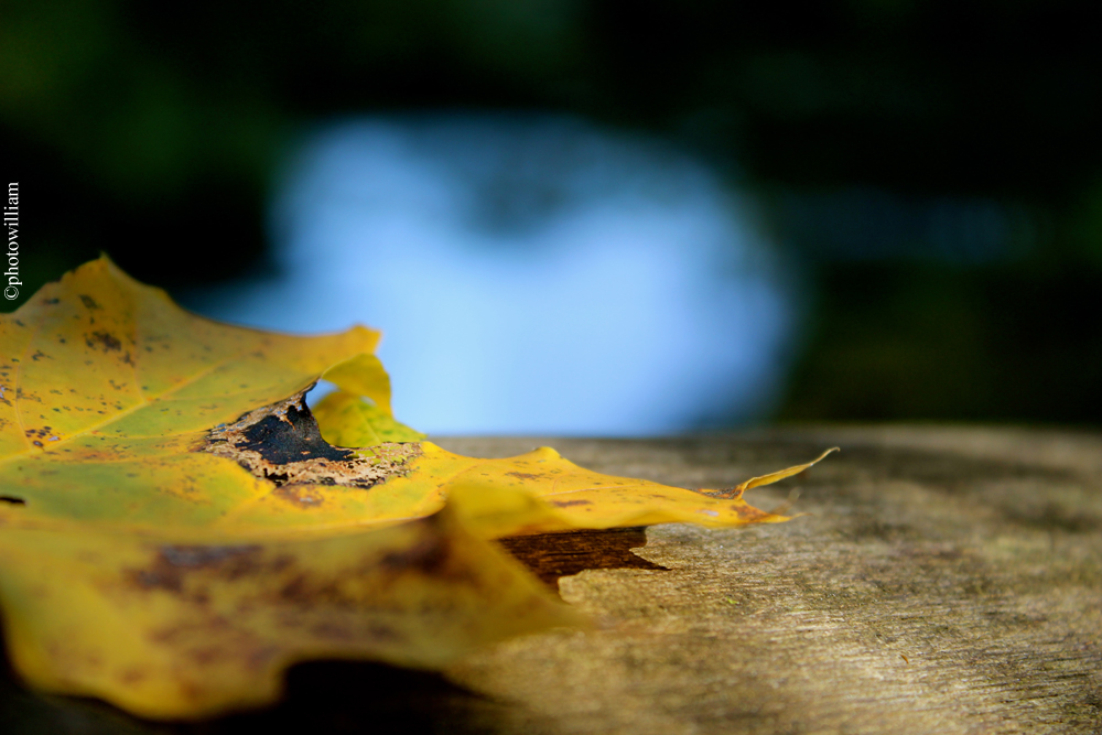 Fonds d'cran Nature Saisons - Automne feuille d'automne