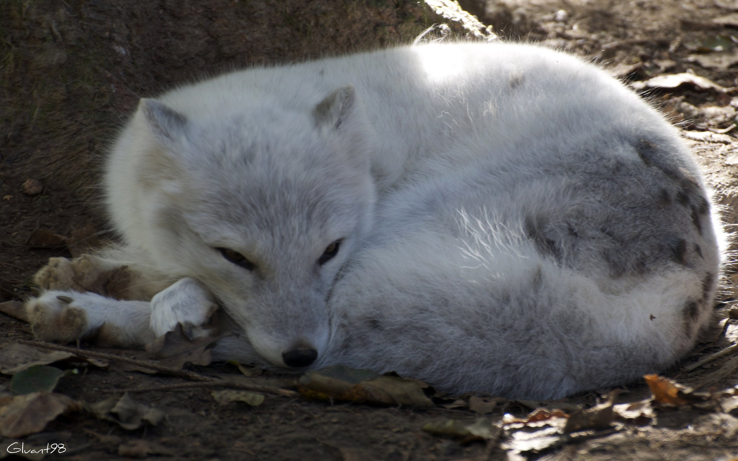 Fonds d'cran Animaux Renards Dormir zzZZ