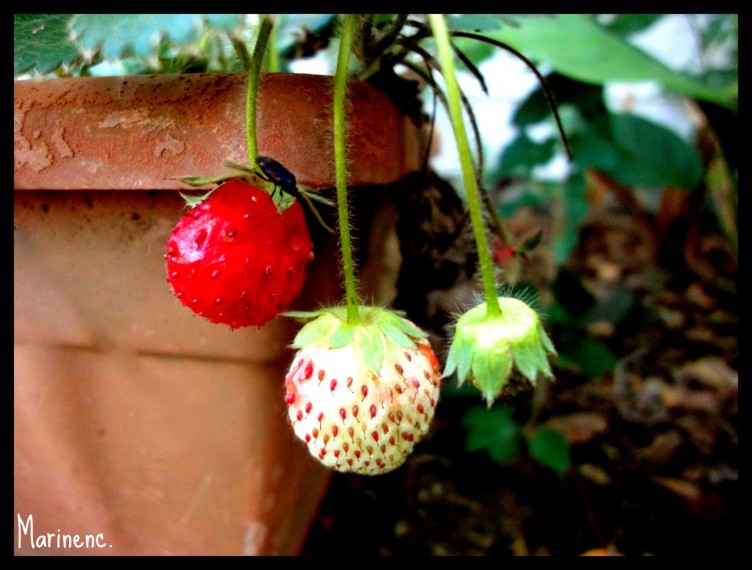 Wallpapers Nature Fruits Strawberries 