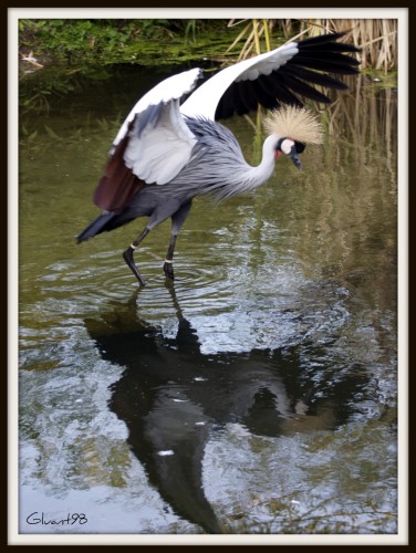 Wallpapers Animals Birds - Misc Oiseau vs Reflet