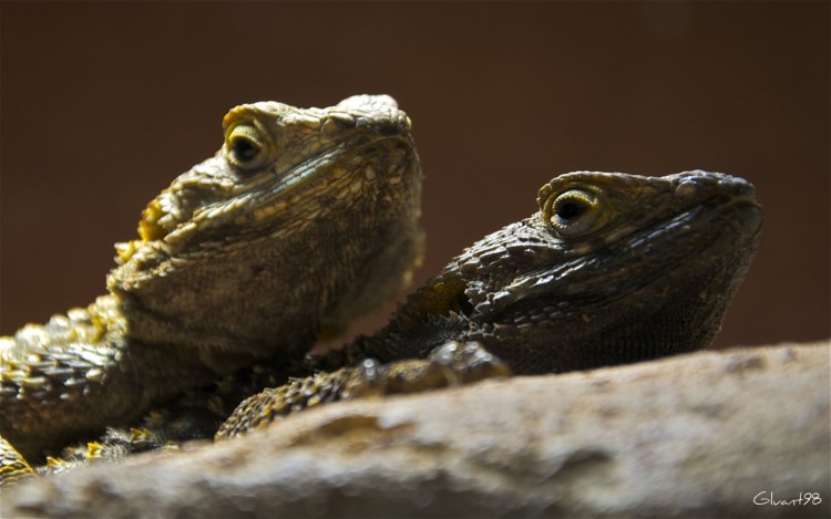 Fonds d'cran Animaux Lzards - Iguanes A deux !!!