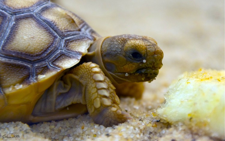 Fonds d'cran Animaux Tortues Miam Miam