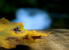 Wallpapers Nature feuille d'automne