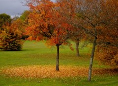 Fonds d'cran Nature tombez les feuilles