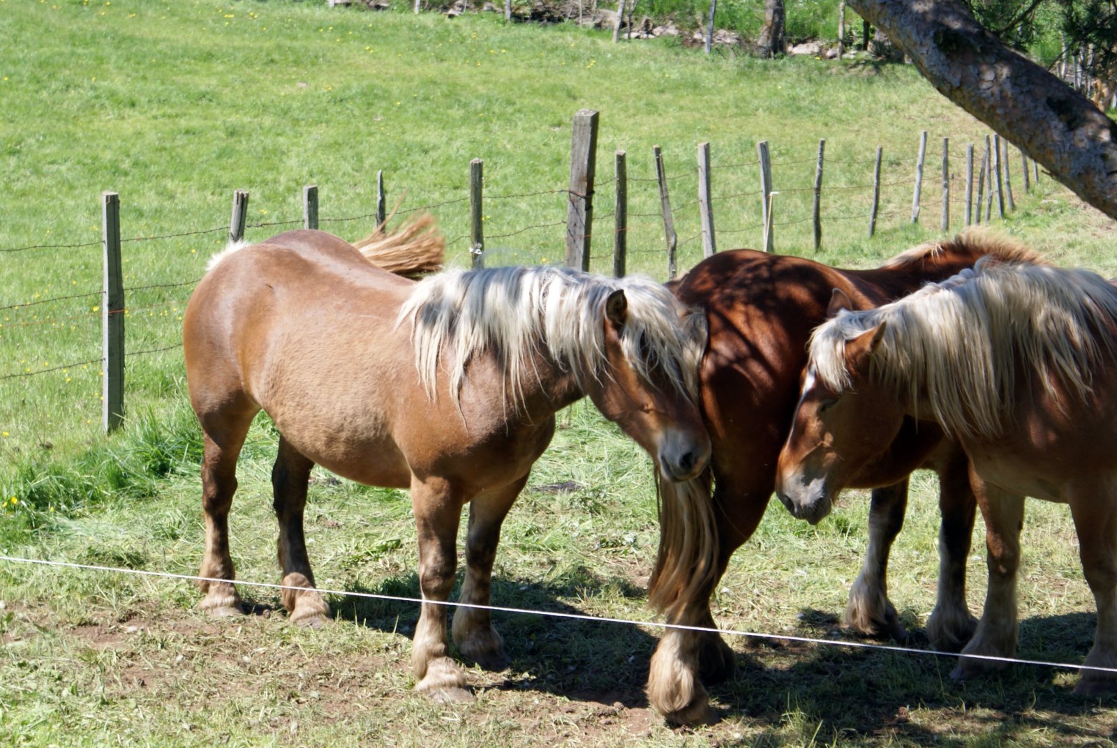 Wallpapers Animals Horses Mais pousse-toi!