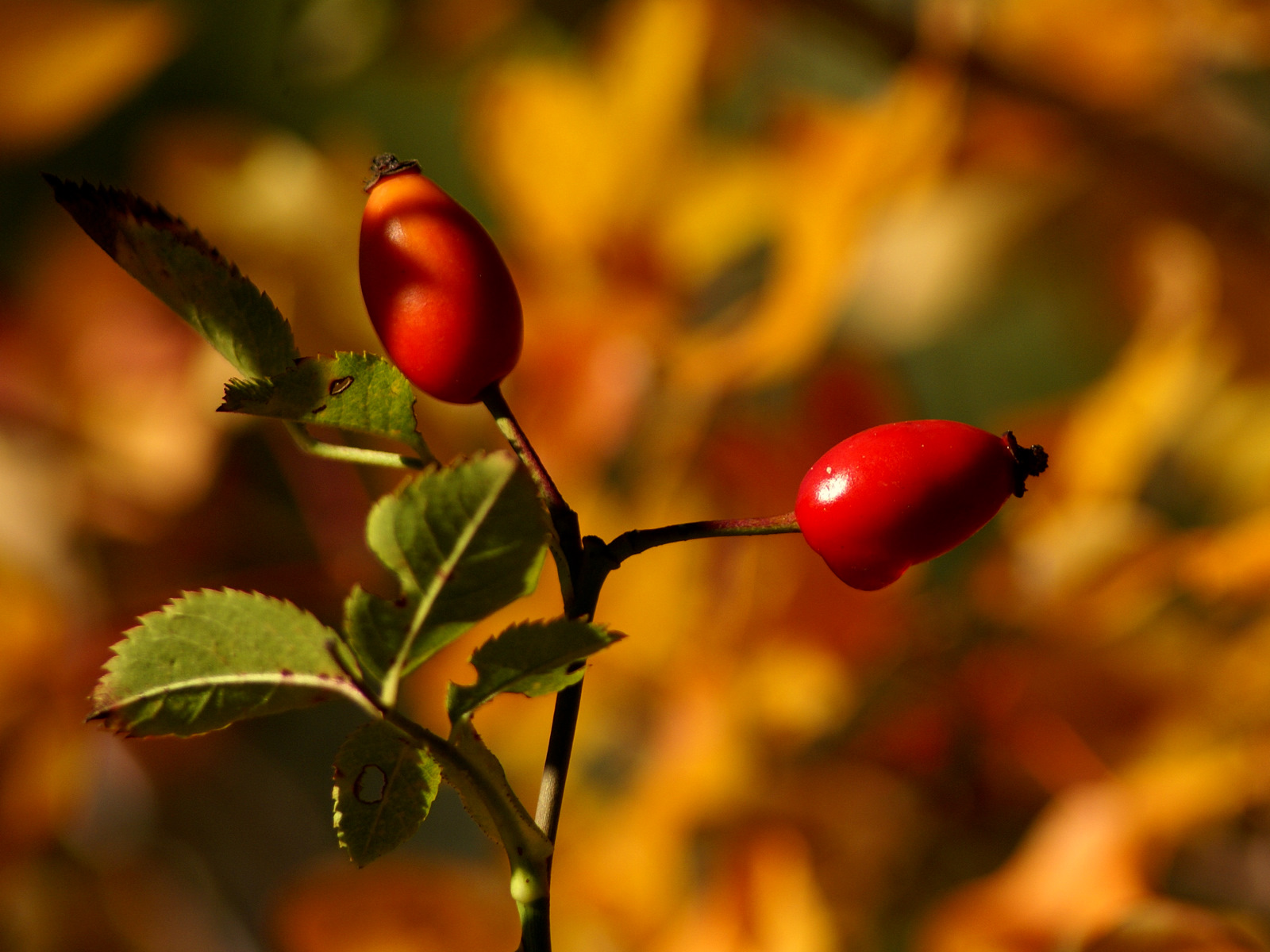 Fonds d'cran Nature Saisons - Automne couleurs d'automne